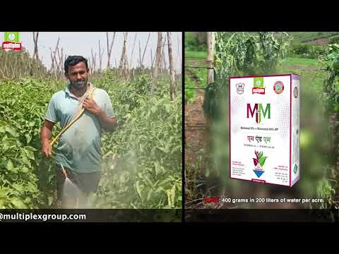 Multiplex M&M Fungicide (Metalaxyl 8% + Mancozeb 64% WP)