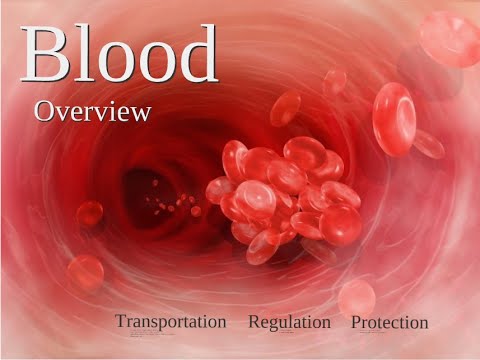The Cardiovascular System: Blood - Overview