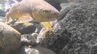 preview picture of video 'Karamea River Brown Trout'