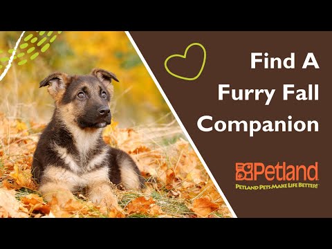 Find Your Perfect Pup-kin At Petland