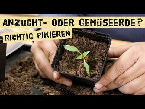 Jungpflanzen pikieren: Erde, Größe, Düngen – Alles Wichtige!