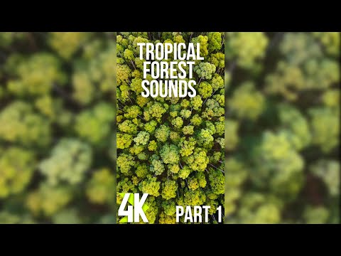 Calming Sounds of a Tropical Forest 3 HRS - 4K Beautiful Relaxing Video for Vertical Screens - Ep 1