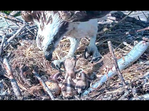 Captiva Osprey chick 3 hatches as dad brings dinner and mum feeds chicks 1&2 19 feb 2022