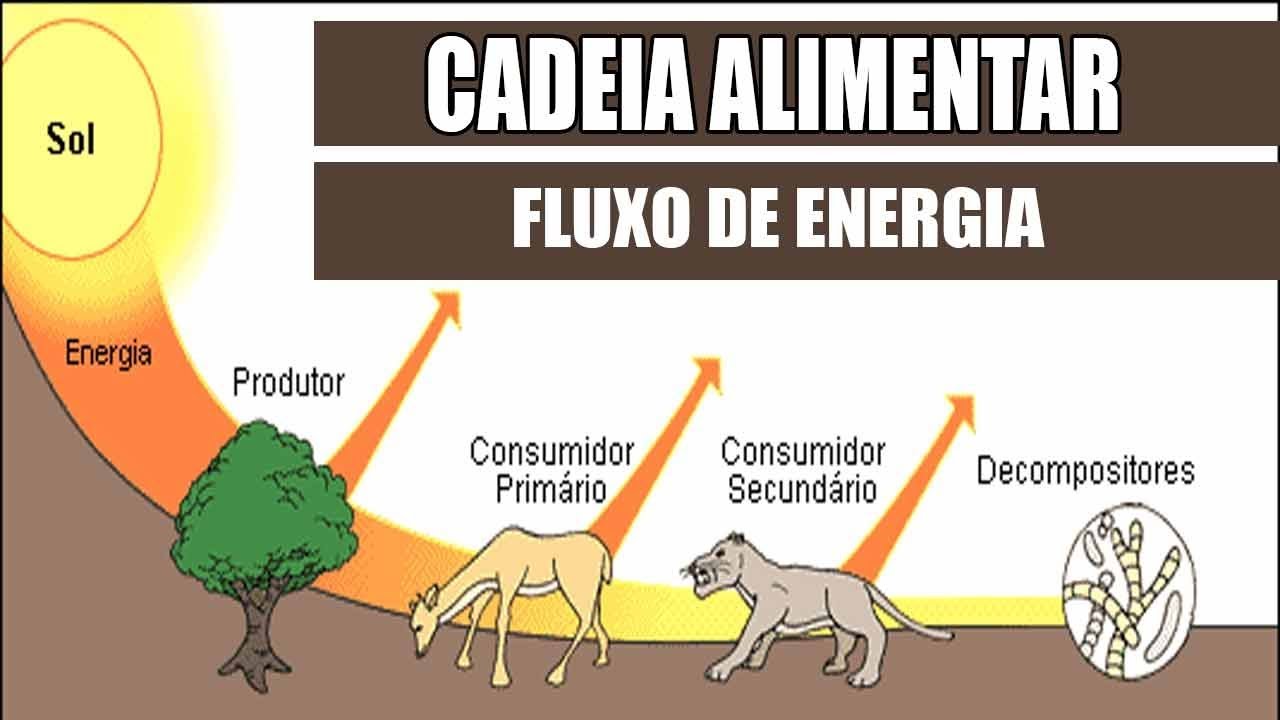 Cadeia alimentar e fluxo de energia