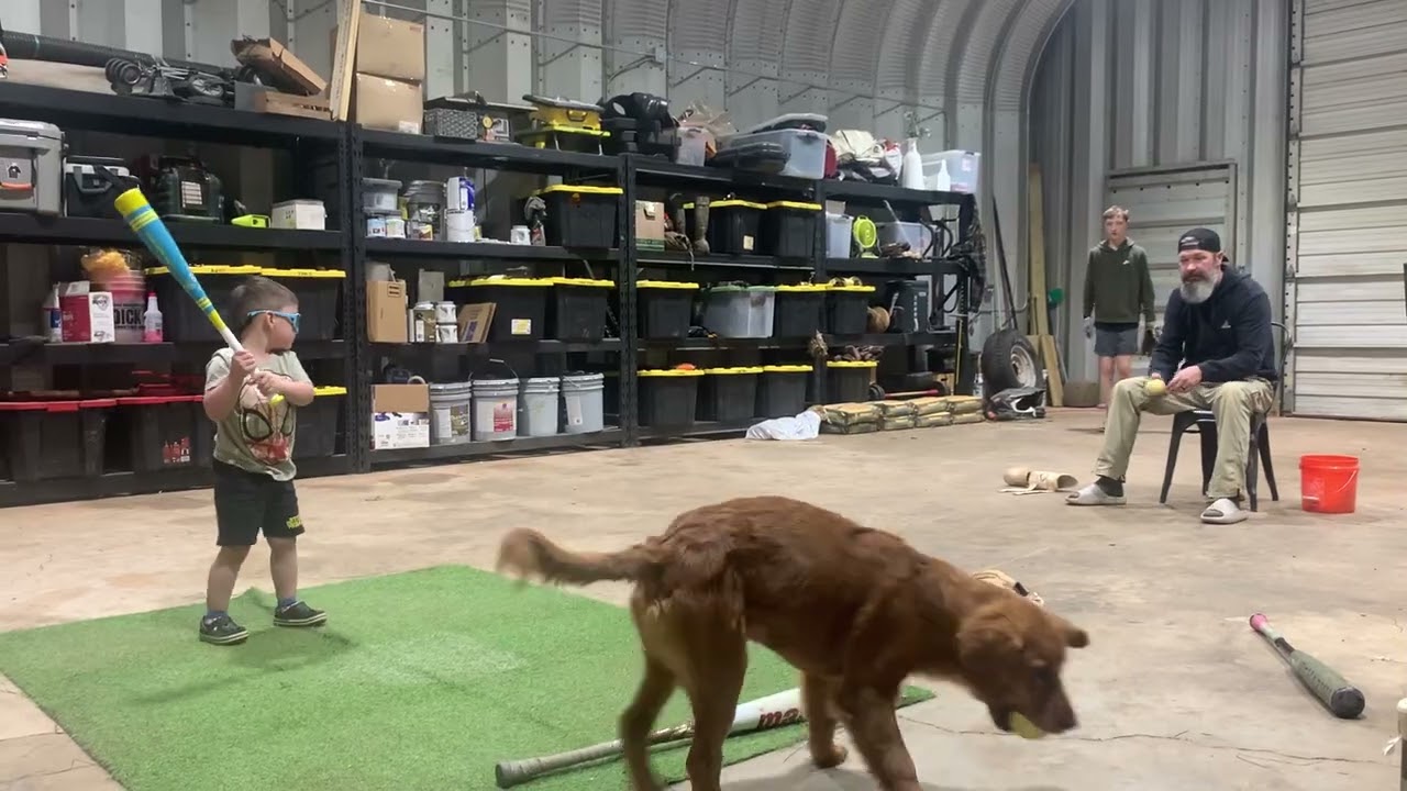 Three-Year-Old Baseball Star Hits a Line Drive to Dad's Chest || ViralHog