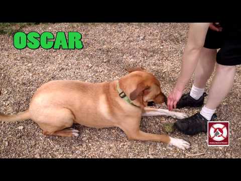 Oscar - Sue, an adopted Labrador Retriever & Hound Mix in Kalamazoo, MI_image-1