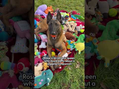 Rescue Dogs Choose Their Own Christmas Presents | The Dodo