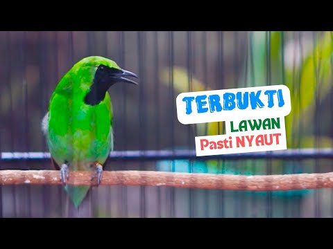 Pancingan Ampuh Suara Burung Cucak Ijo Gacor Isian Mewah Bikin Ijo Mana Saja Cepat Jamtrok