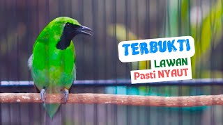Download lagu Pancingan Ampuh Suara Burung Cucak Ijo Gacor Isian Mewah Bikin Ijo Mana Saja Cepat Jamtrok mp3