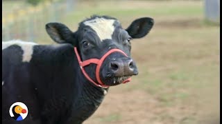 Download lagu Rescued Cow Crying for Missing Baby REUNITED | The Dodo mp3 Download lagu Rescued Cow Crying for Missing Baby REUNITED | The Dodo mp3