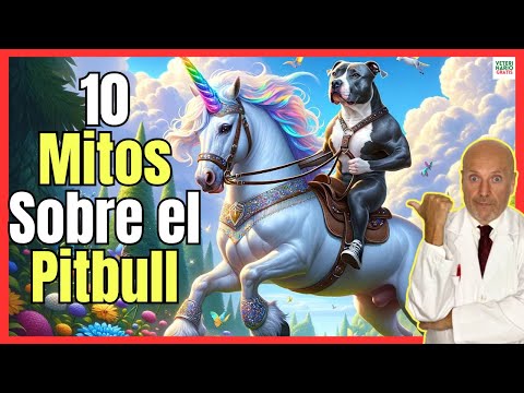 🔴 10 MYTHS ABOUT PUREBREED PITBULLS 🔴