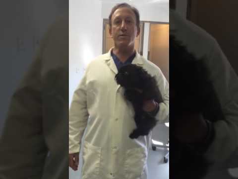 Dr. Bellman Discusses Post-op Corneal Treatment and Pets Post-op Rounds