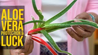 Aloe Vera for Protection & Luck | Yeyeo Botanica