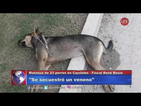 Matanza de 23 perros en Carrilobo.