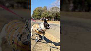 おじさんの事が気になって仕方ない愛犬