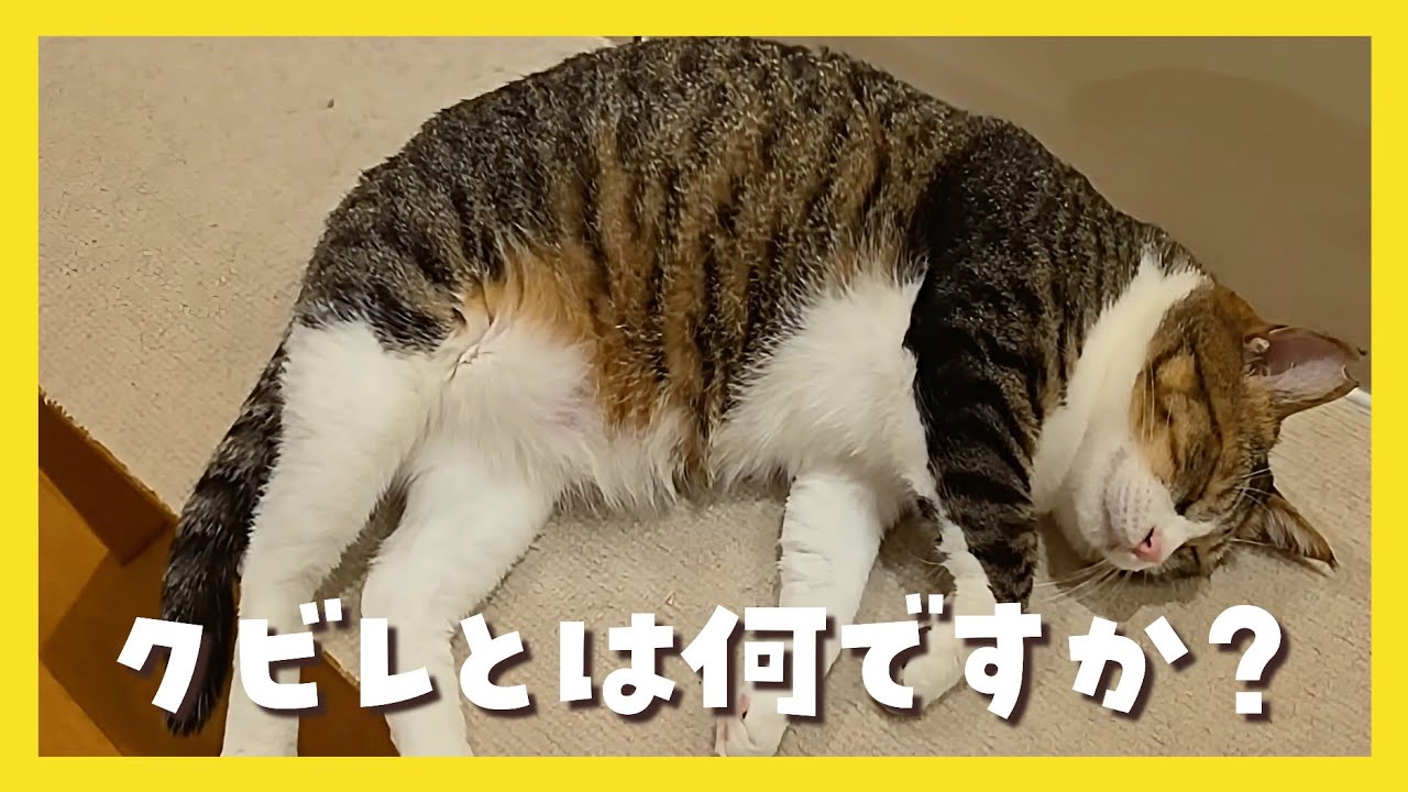 🔴【にこりら】ハートの「たらこ」ライブ🩷