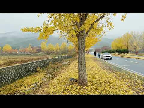 [Gyeongsangbuk-do] (cidade de Gyeongju) Avenida Ginkgo em frente ao Salão de Unificação (2)