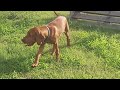 Vizsla puppy for sale