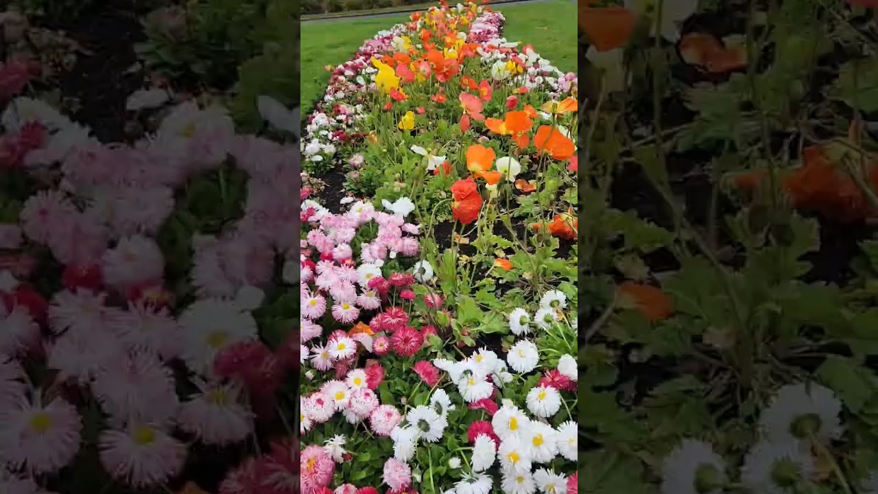 YouTube Short thumbnail