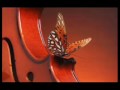 Apology tango .wmv Christian Henson 