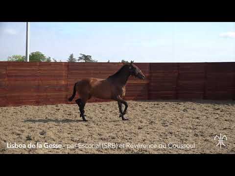 LISBOA DE LA GESSE - F PSL - 08/06/2015