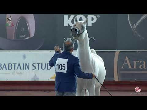 N 105 MAJID BY SHANGHAI   Italian Nationals 2020   San Giovanni In Marignano   Stallions 4 to 6 Year