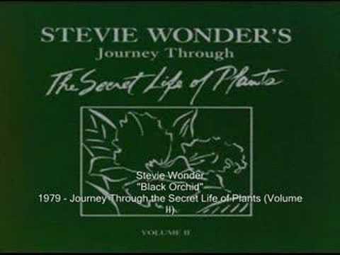 Stevie Wonder - Black Orchid