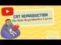 Update Cat Reproduction The Male Reproductive Career 2020 , Video Female Model Rrproduction Cat terbaru!
