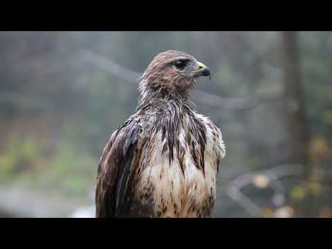 A Wet Hawk