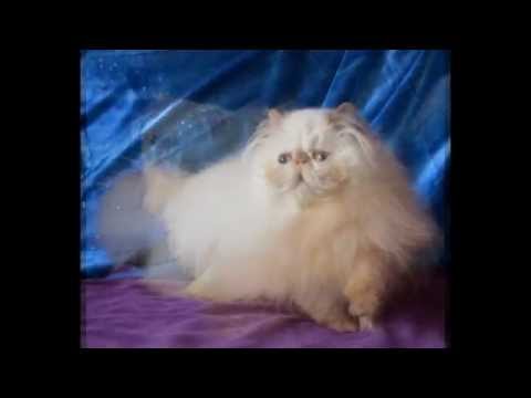 Beautiful Blue Eyed White Persian Girl - 3 months old