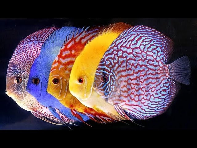 16 Varieties of Discus Fish