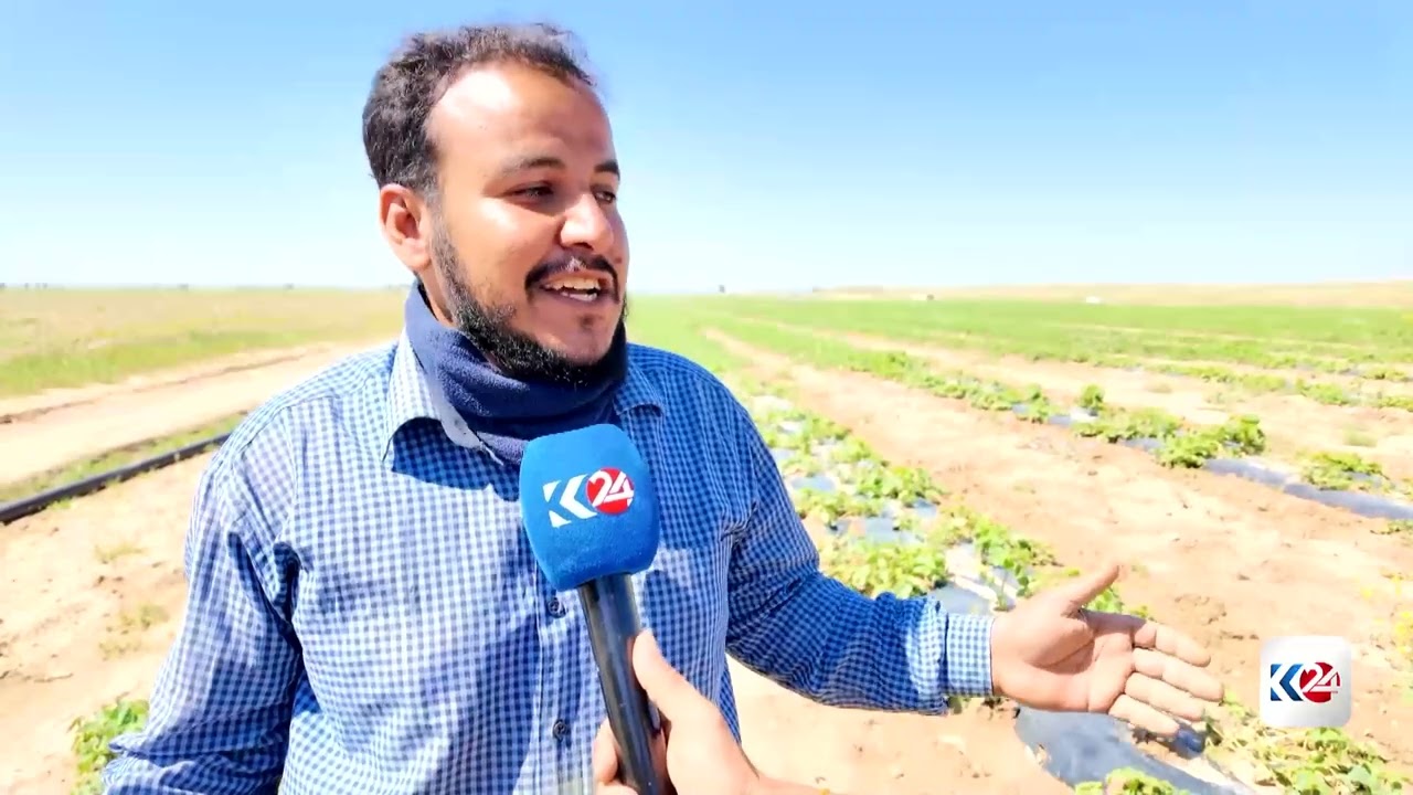 ڤیدیۆ | باران زیانی بە بەرهەمە کشتوکاڵییەکانی دیالە و گەرمیان گەیاندووە