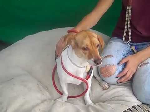 A5131305 Sophie | Beagle/Dachshund