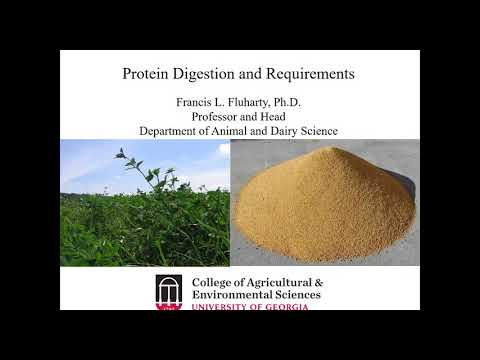 Understanding Protein Digestion and Requirements in...