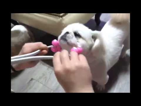 World's Most Funny Dog Videos 2014