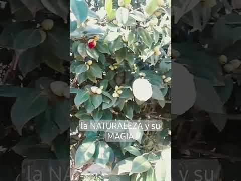 la NATURALEZA y su MAGIA