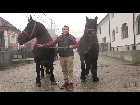 Caii lui Ion de la Bixad, Satu Mare - 2021 Nou!!!