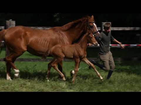 Stutfohlen von Vitalis - Fürst Heinrich - Weltmeyer zu verkaufen