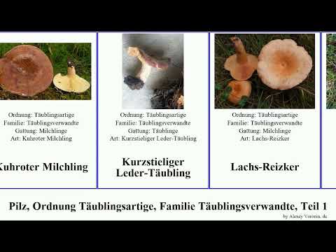 Pilz, Ordnung Täublingsartige, Familie Täublingsverwandte, Teil 2 milchling fungo mais suave Grubiger