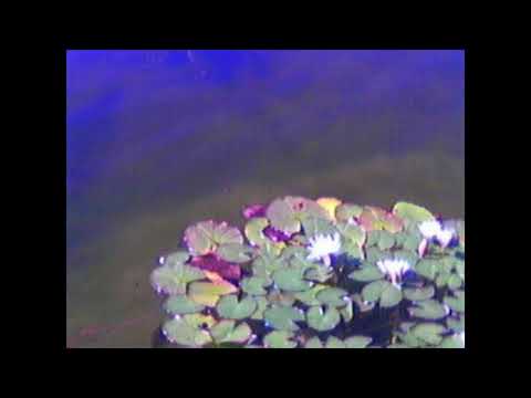 [Free] -Lylac- Cloud Rap x Clams Casino Type Beat [100BPM] - Prod.Soloft