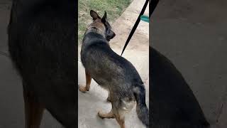 Video preview image #1 German Shepherd Dog Puppy For Sale in Centreville, VA, USA