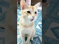 Cat Is So Hungry That Meow Very Loudly Cat Shorts