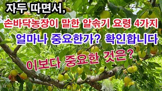 자두 따기 하면서 이전에 알솎기(적과)요령 4가지 항목 직접 확인해봅니다. 어느 것이 얼마나 중요한지 직접 …