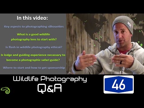 Wildlife Q&A - Episode 46: Silhouettes, lodge experience,  and how to get sponsorship.