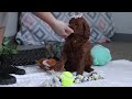 Goldendoodle dogs for sale: Clover - Video 1