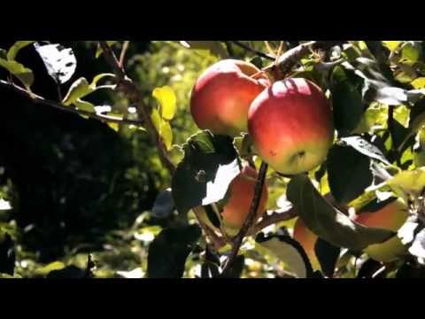 ⁣Apple Harvest 2011