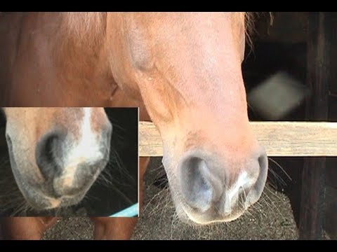 Is your horse over breathing? Does it matter? and what to do about it