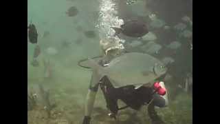 Scuba Diving Escambron Puerto Rico