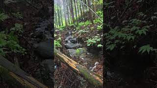 さすがに細すぎる沢を発見！イワナは釣れるのか！？ #tohoku #渓流釣り #岩手県 #イワナ #岩魚 #餌釣り