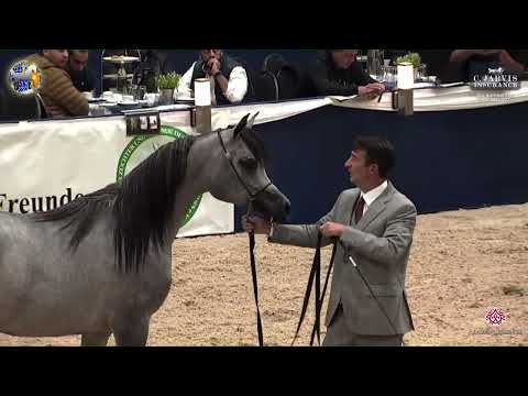 N 17 D ASERAH   39th All Nations Cup   Aachen   Yearling Fillies Class 1B
